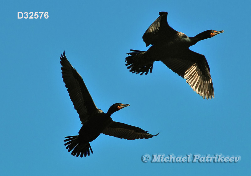 Double-crested Cormorant (Phalacrocorax auritus)